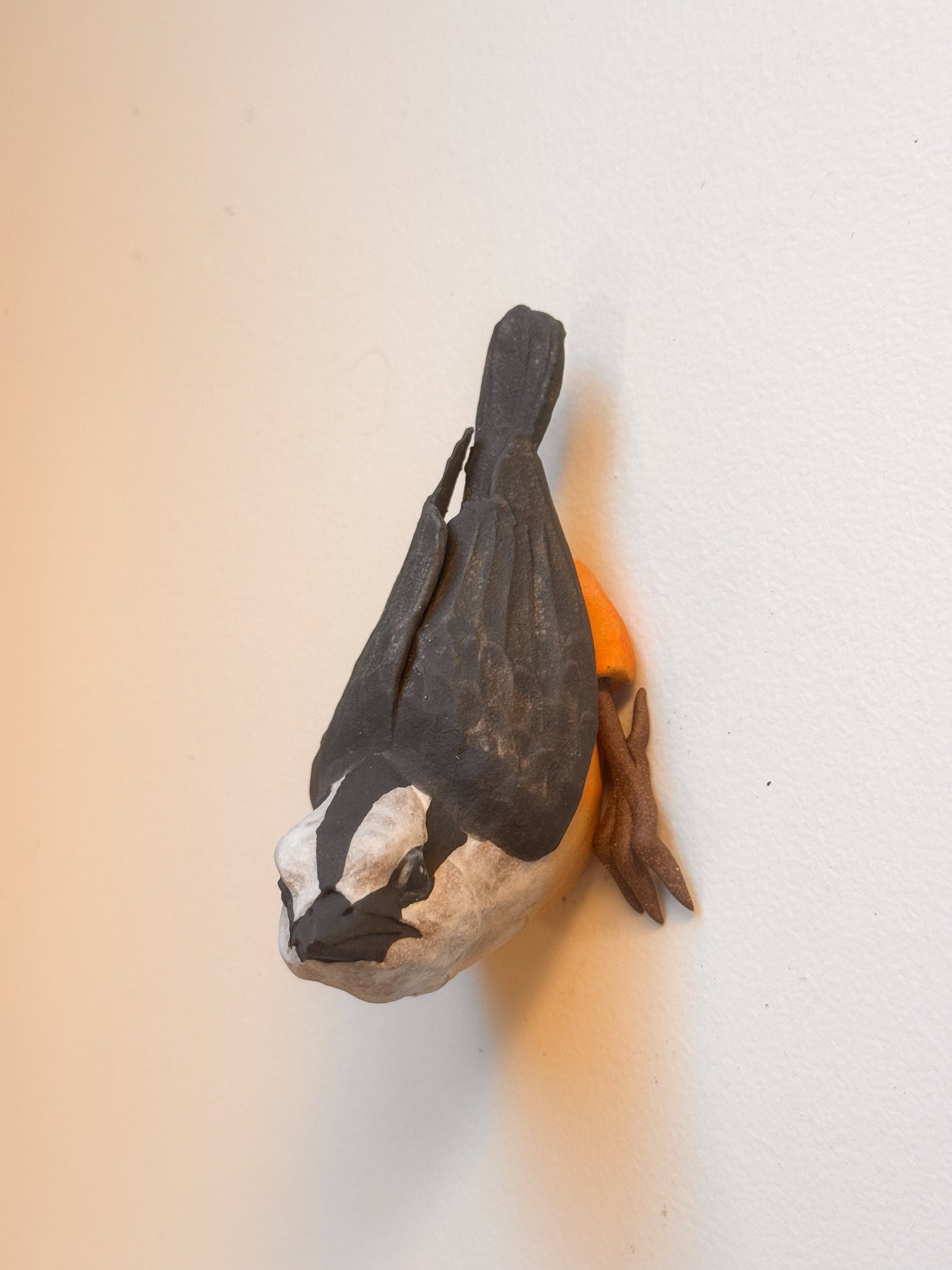 Red-breasted Nuthatch wall climber