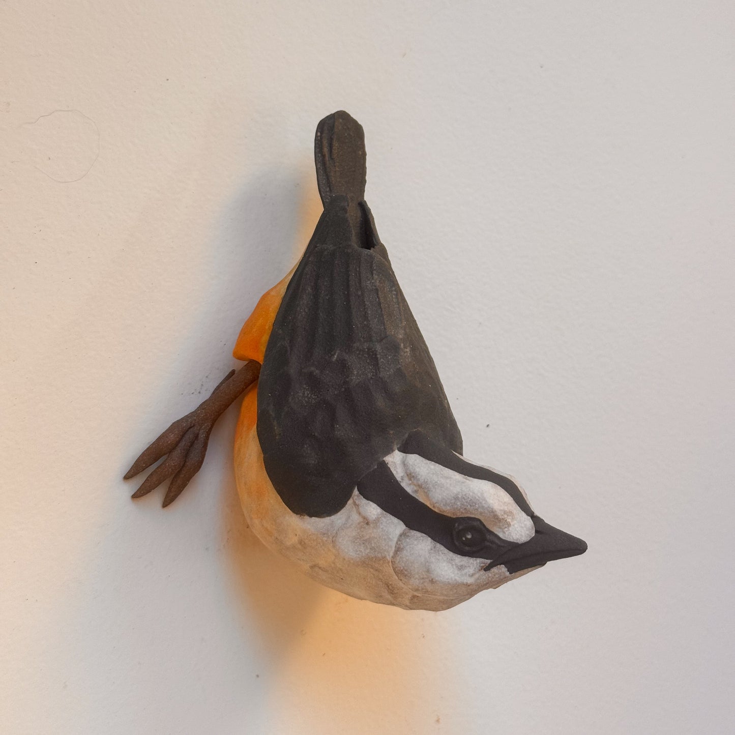 Red-breasted Nuthatch wall climber