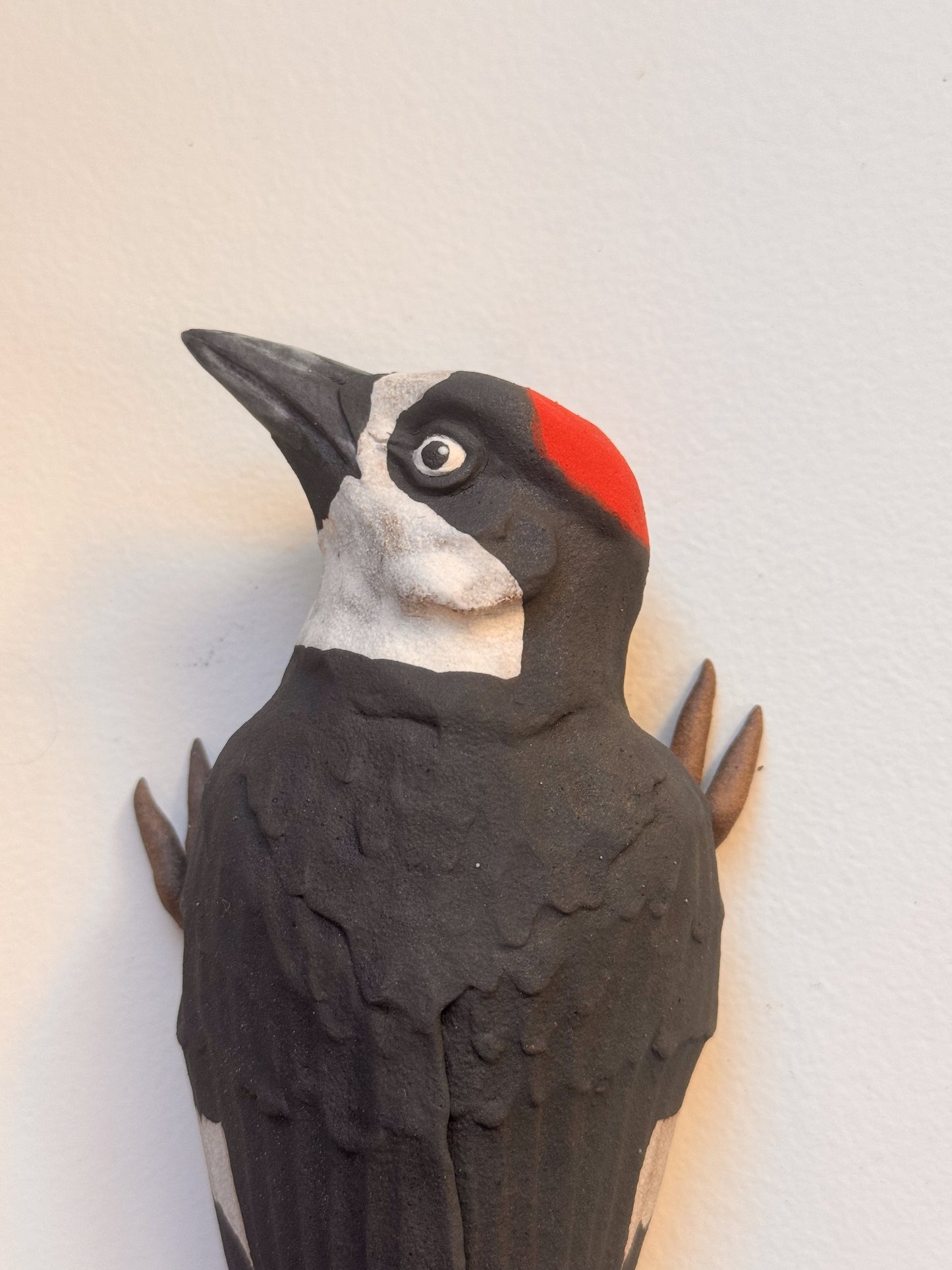 Acorn Woodpecker wall climber