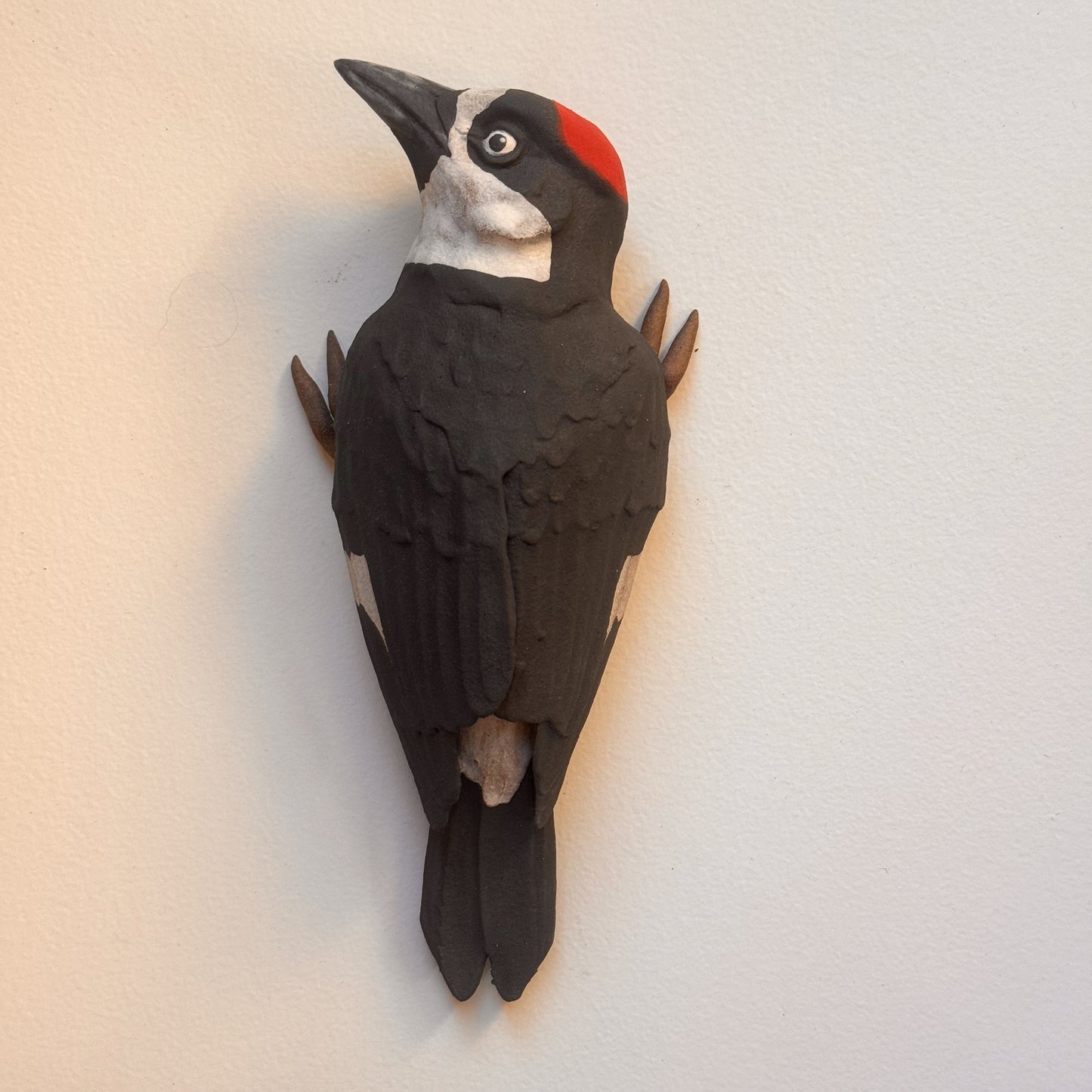 Acorn Woodpecker wall climber