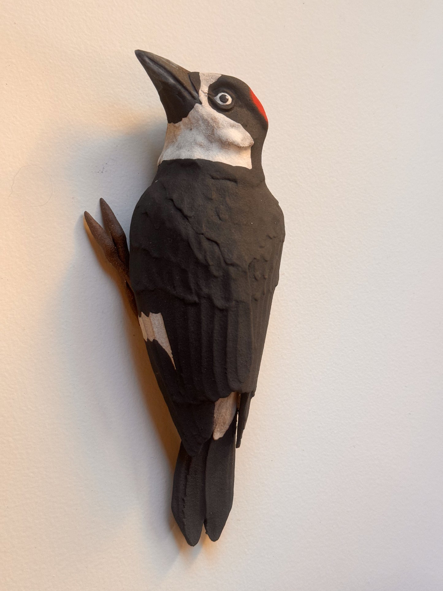Acorn Woodpecker wall climber