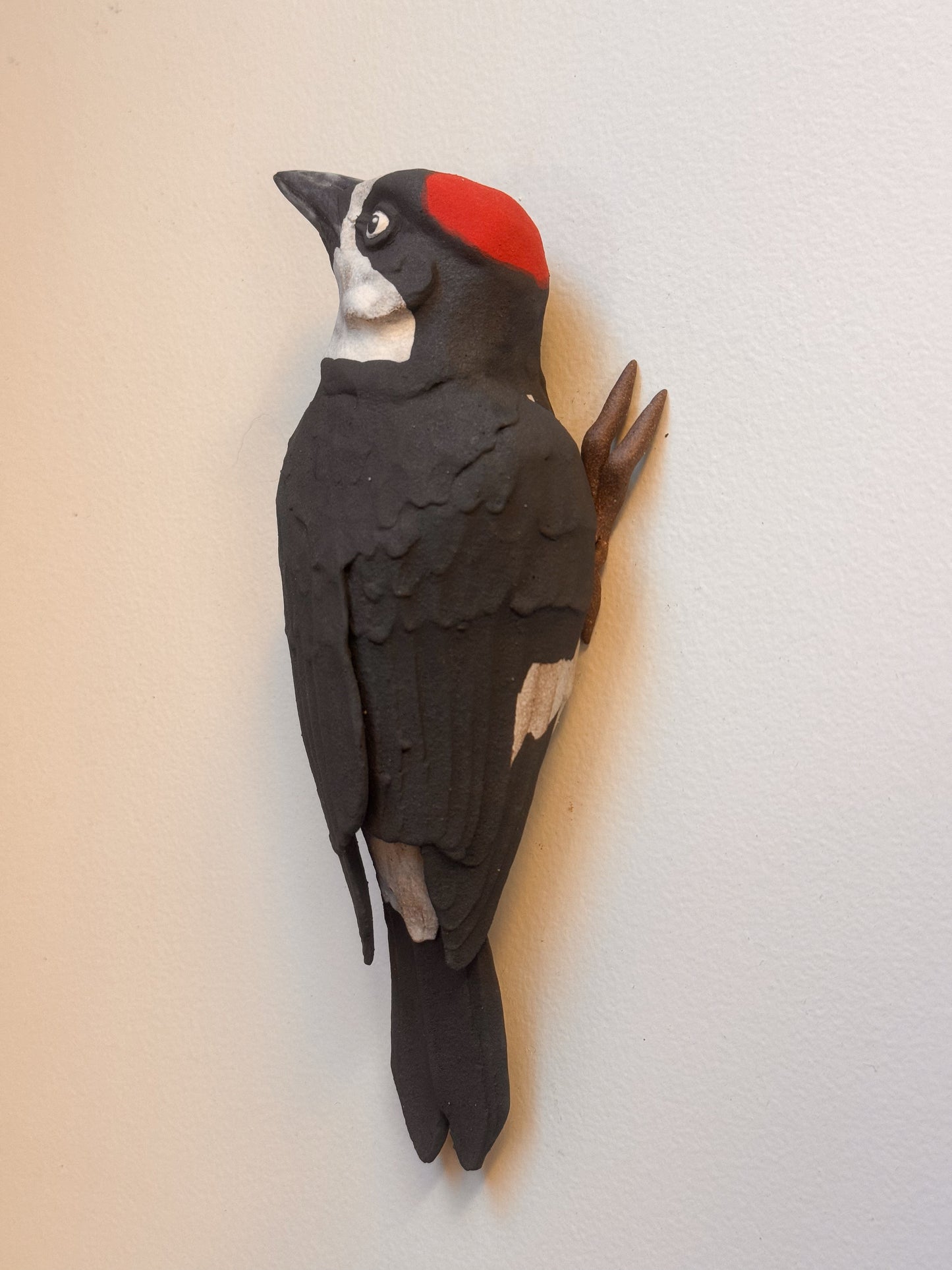 Acorn Woodpecker wall climber