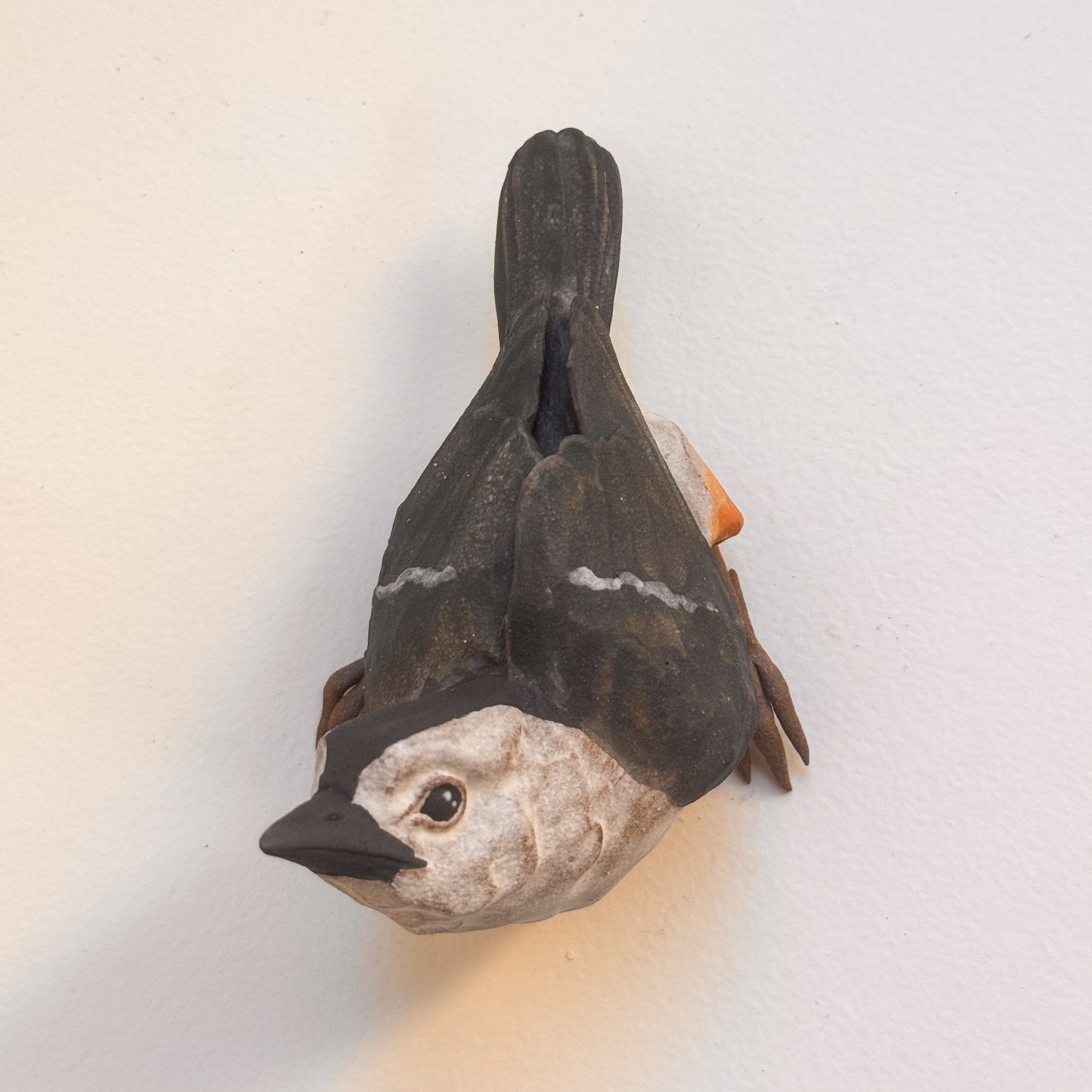 White-breasted Nuthatch wall climber