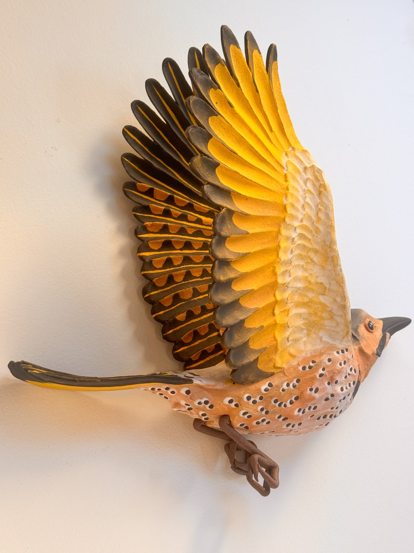 Yellow-shafted Northern Flicker in flight