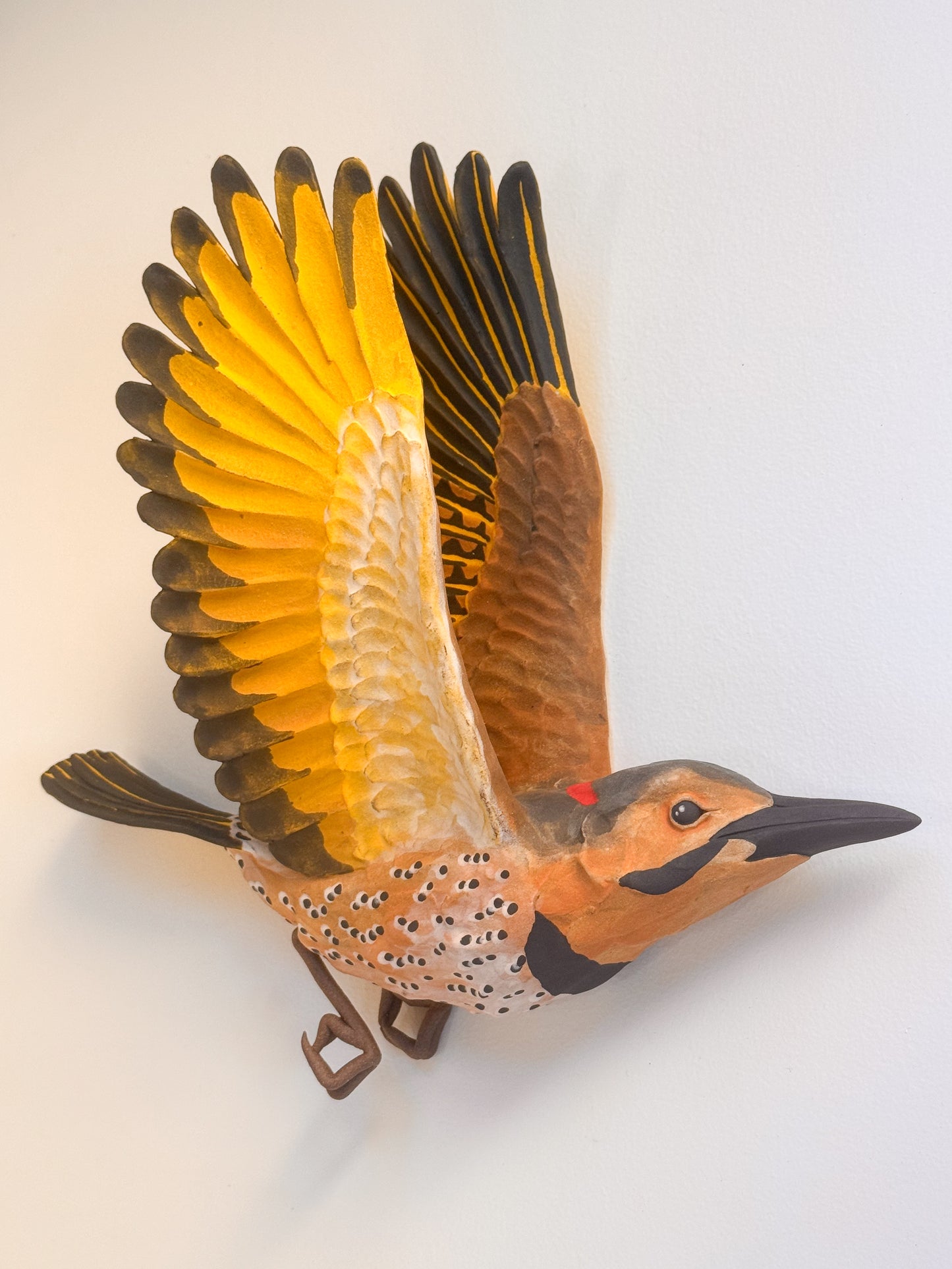 Yellow-shafted Northern Flicker in flight