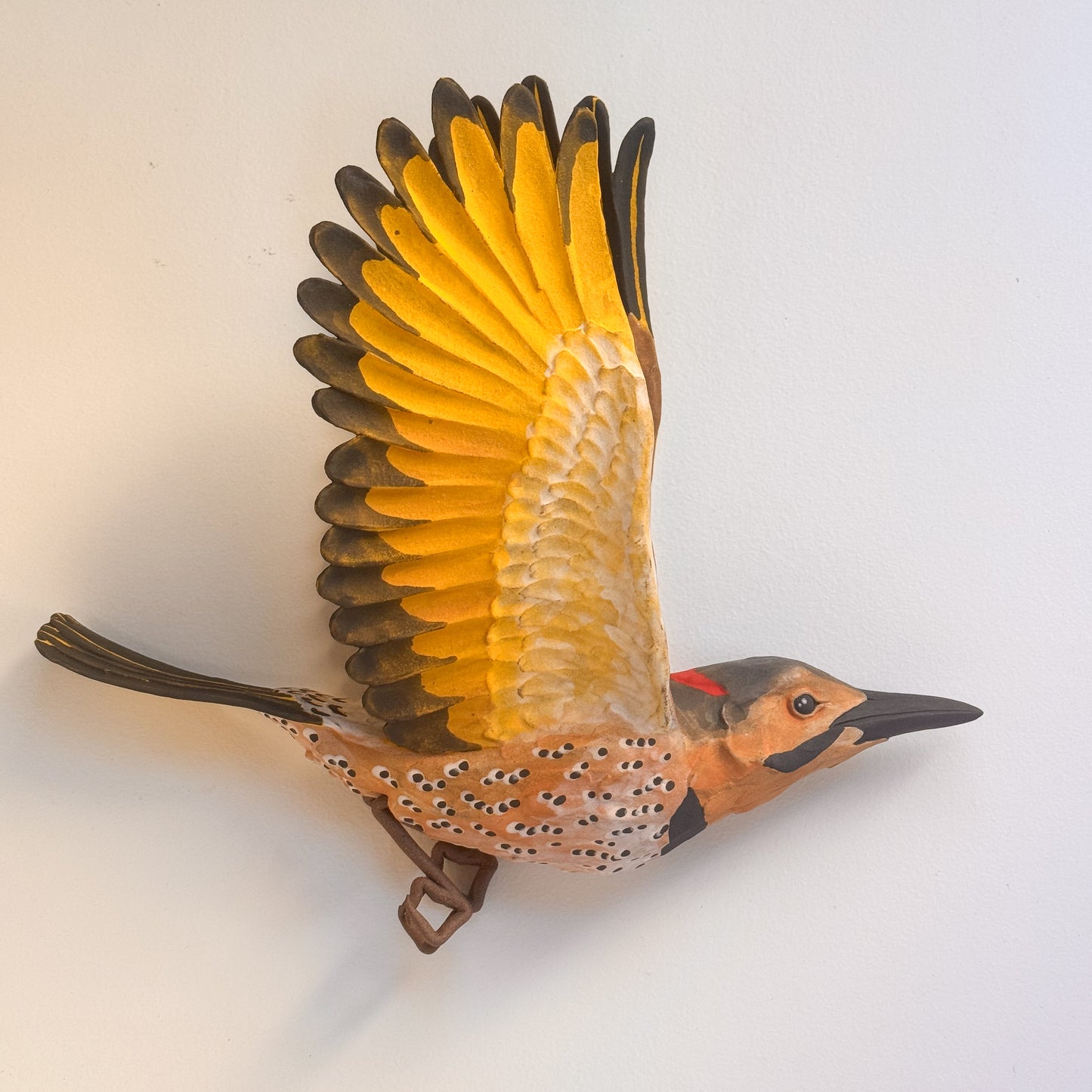 Yellow-shafted Northern Flicker in flight