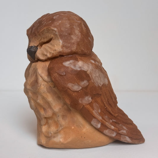 Sleeping Saw Whet Owl