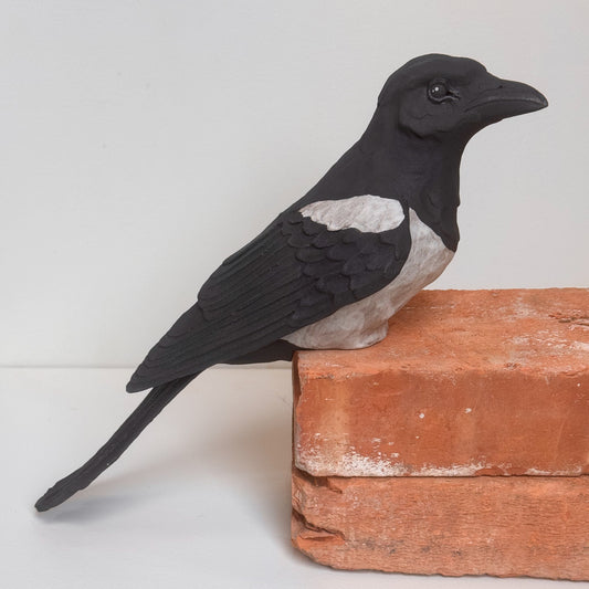 Perching Black-Billed Magpie